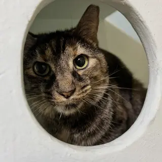 Clover (bonded to Mary)