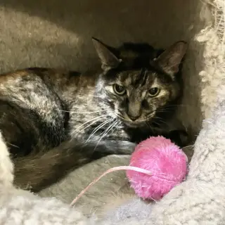 Clover (bonded to Mary)