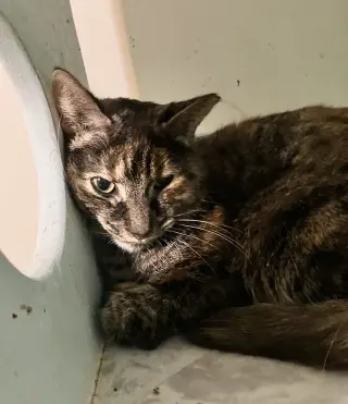 Clover (bonded to Mary)