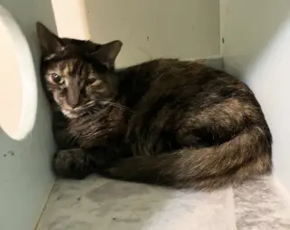 Clover (bonded to Mary)
