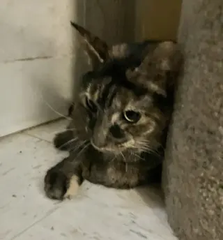 Clover (bonded to Mary)