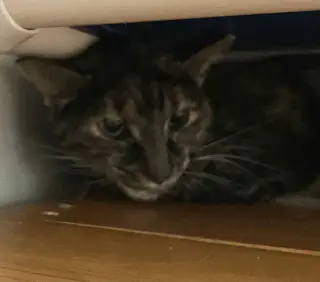 Clover (bonded to Mary)
