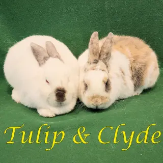 Tulip (bonded to Clyde)