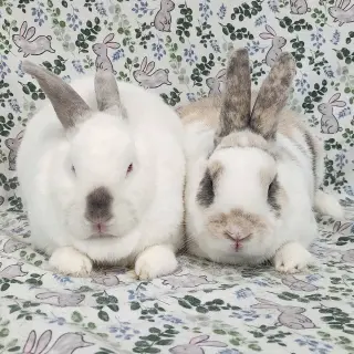 Tulip (bonded to Clyde)