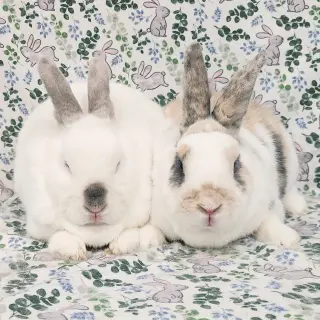 Tulip (bonded to Clyde)