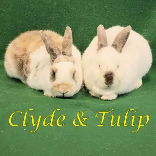 Clyde (bonded to Tulip)