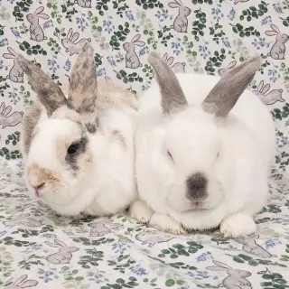 Clyde (bonded to Tulip)