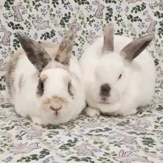 Clyde (bonded to Tulip)