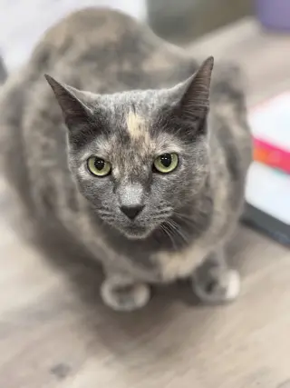 Chef Josh
