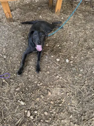 Sebastian