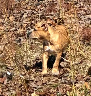 Hazel - The Loyal-Tree Litter