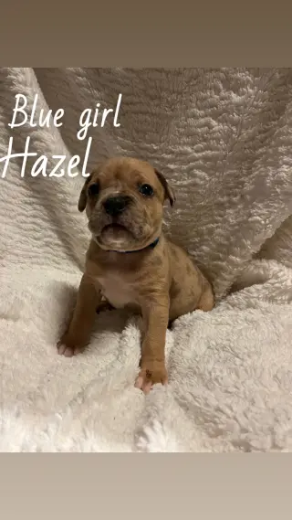 Hazel - The Loyal-Tree Litter