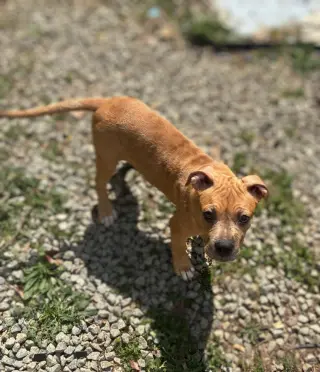 Hazel - The Loyal-Tree Litter