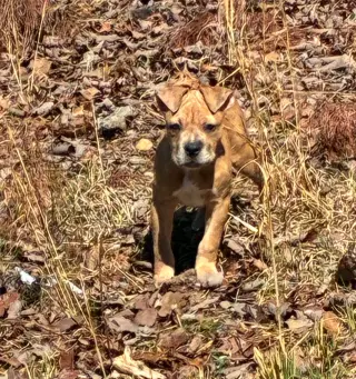 Hazel - The Loyal-Tree Litter