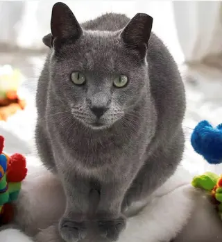 Ash - Kit 6 yrs