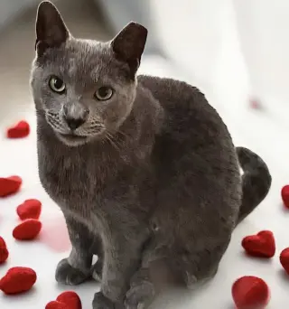 Ash - Kit 6 yrs