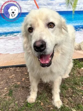 Nash