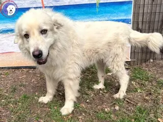 Nash