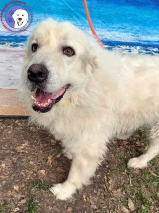 Nash