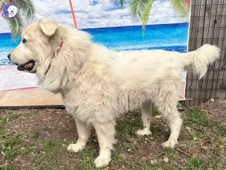 Nash
