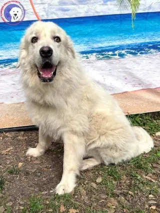 Nash