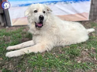Nash