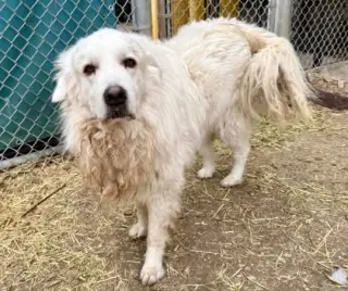 Nash