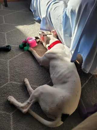 Tink