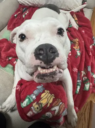 Moo