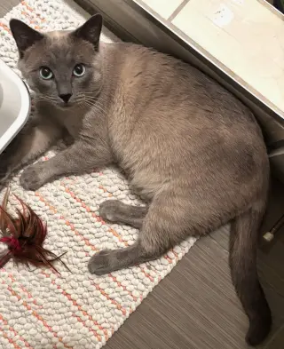 Frankie