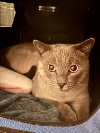 Frankie
