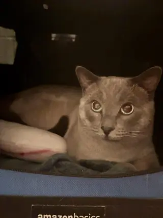 Frankie