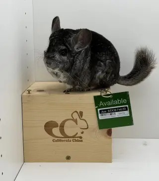 Ace