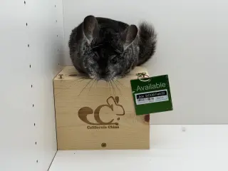 Ace