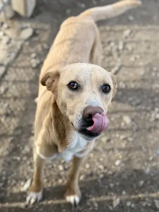Snoop Dog