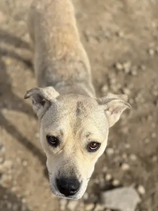 Kela