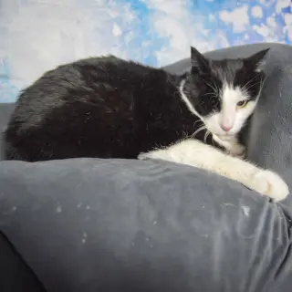 Marvin