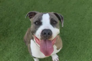 Chubbs