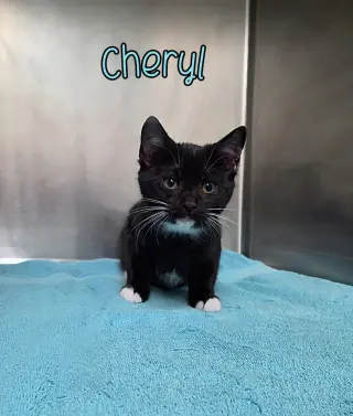 Cheryl