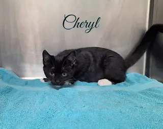 Cheryl