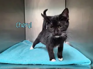 Cheryl