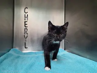 Cheryl
