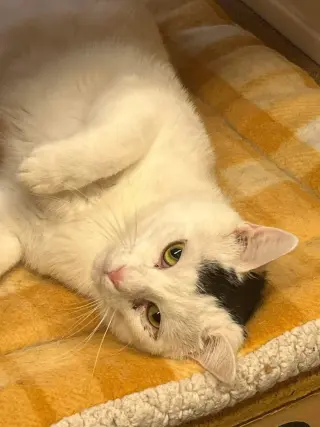 Nicholas