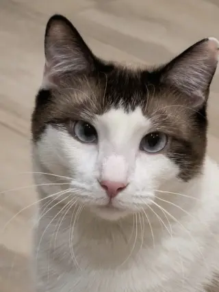 MeiSu (Aka Taunus)