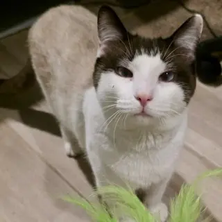 MeiSu (Aka Taunus)