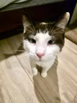 MeiSu (Aka Taunus)