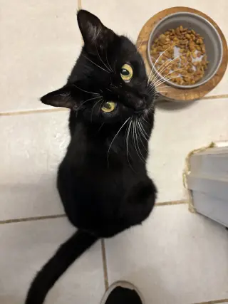 Whiskers