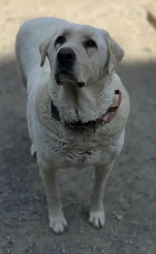 BaBu