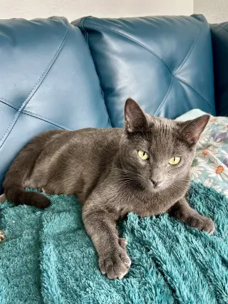 Cayenne
