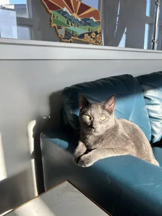 Cayenne